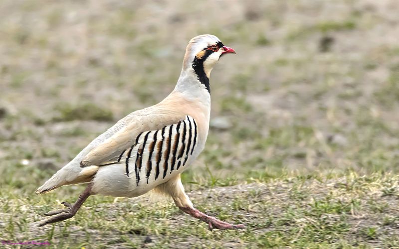 Upland Ground Birds